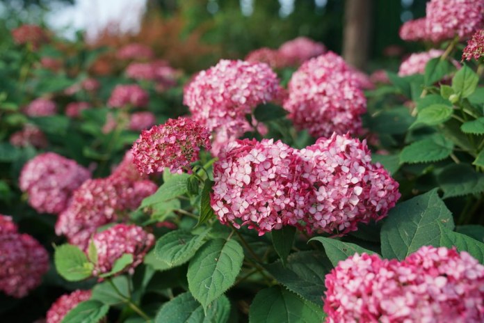 Hortensja Ruby Annabelle